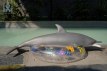 Dolphin poupée sexuelle fantasy silicone en stock 130cm nature Dolls Castle