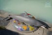 Dolphin poupée sexuelle fantasy silicone en stock 130cm nature Dolls Castle