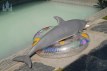 Dolphin poupée sexuelle fantasy silicone en stock 130cm nature Dolls Castle
